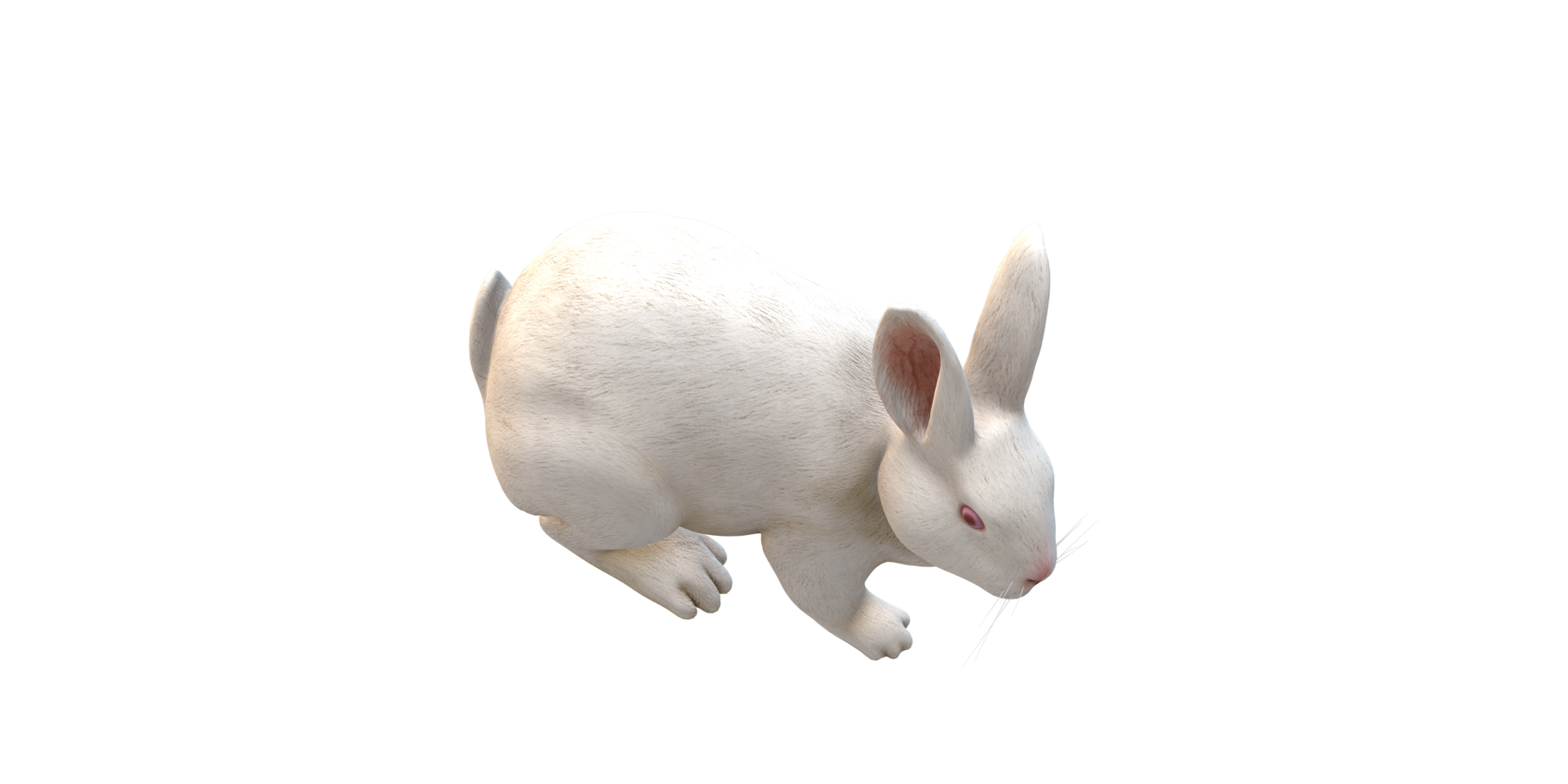 Rabbit isolated on a Transparent Background png