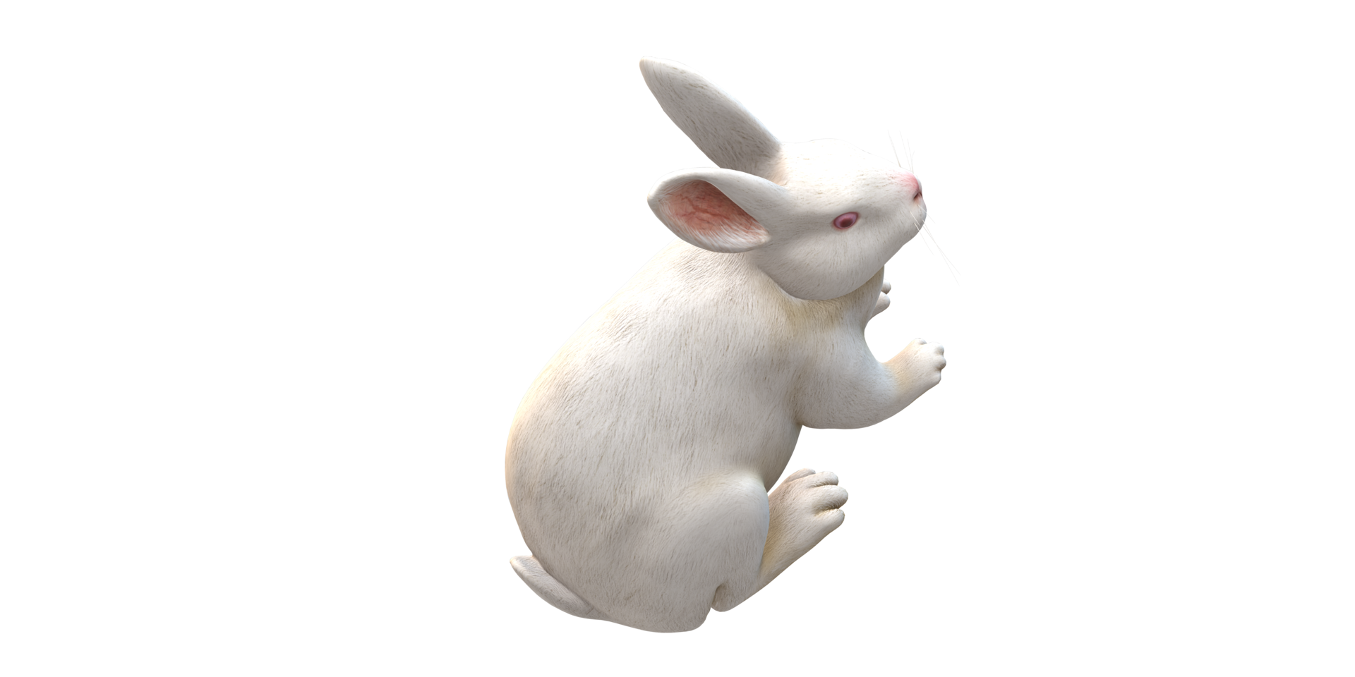 Rabbit isolated on a Transparent Background png