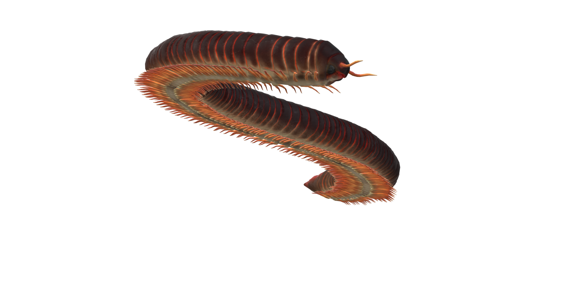 Millipede isolated on a Transparent Background png