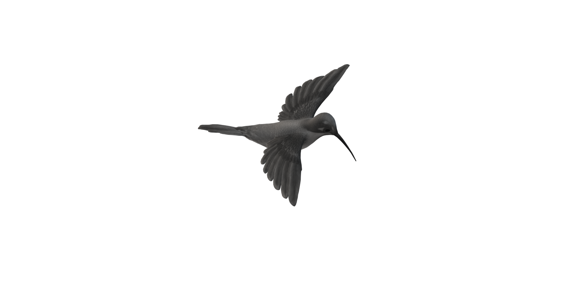 Humming Bird isolated on a Transparent Background png