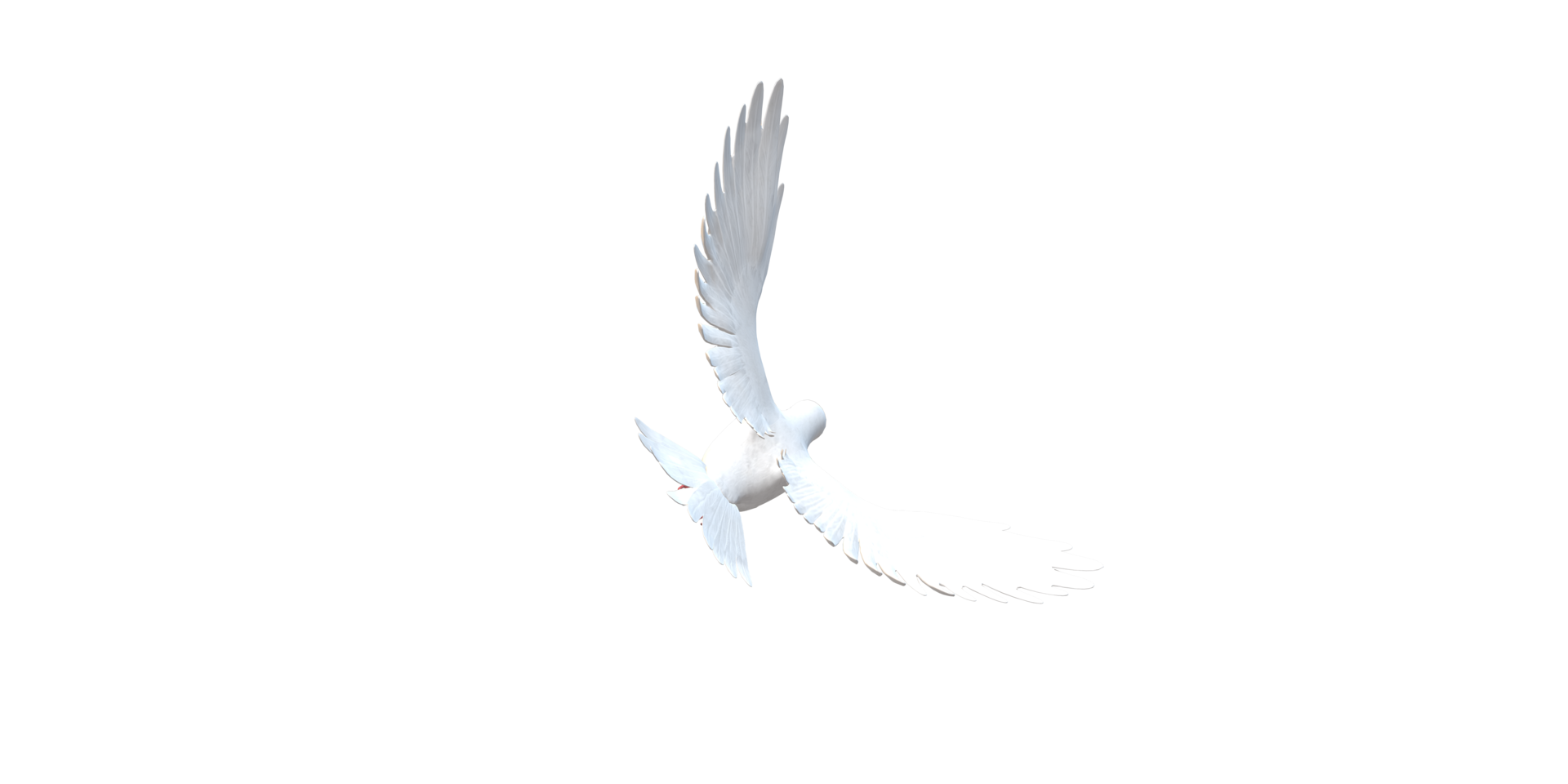 Peace Dove isolated on a Transparent Background png