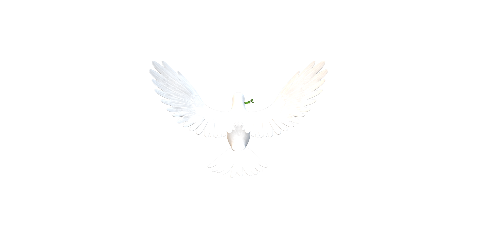 Peace Dove isolated on a Transparent Background png