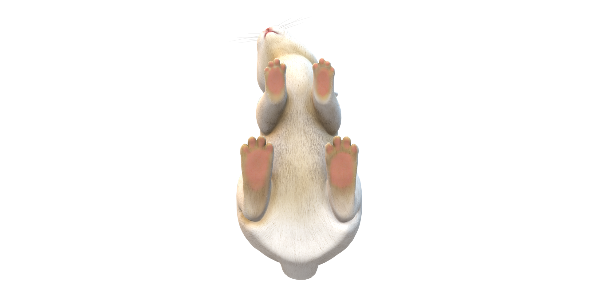 Rabbit isolated on a Transparent Background png