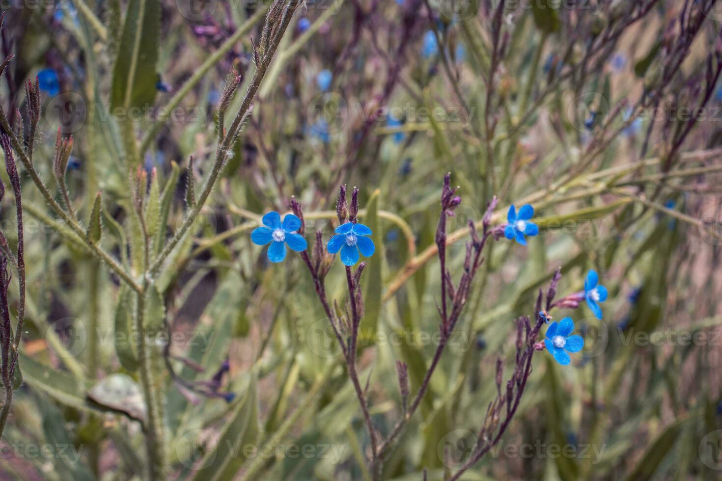 Close up blue flax blossom flowers on wild field concept photo. photo