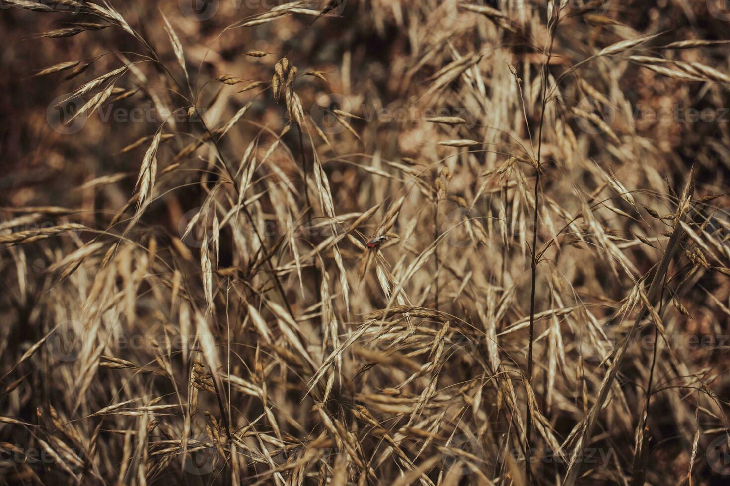 Wild grass, dry yellow grass with red bug concept photo. photo