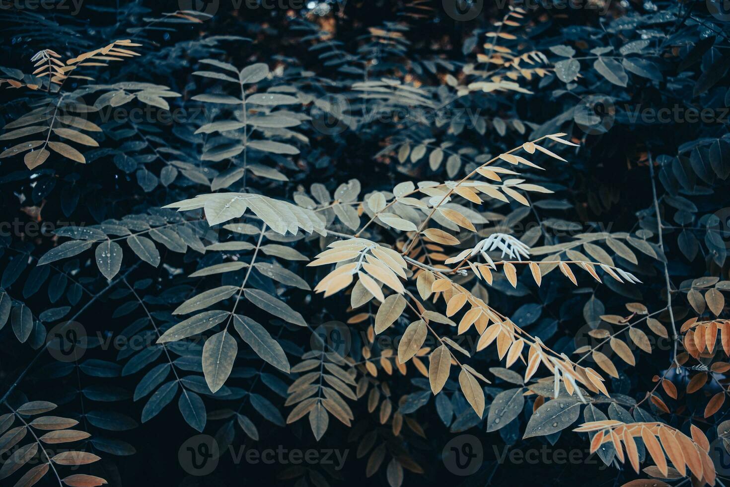 Beatiful green tree branches under spring rain concept photo. photo