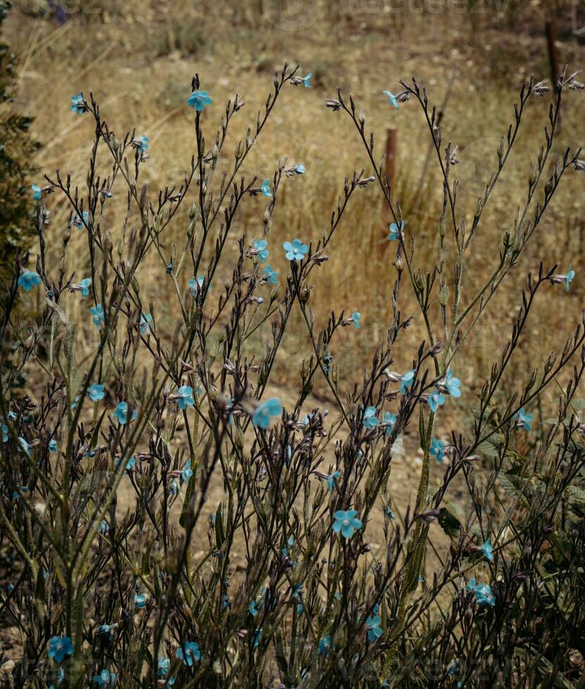 Small blue flax blossom flowers on wild field concept photo. photo