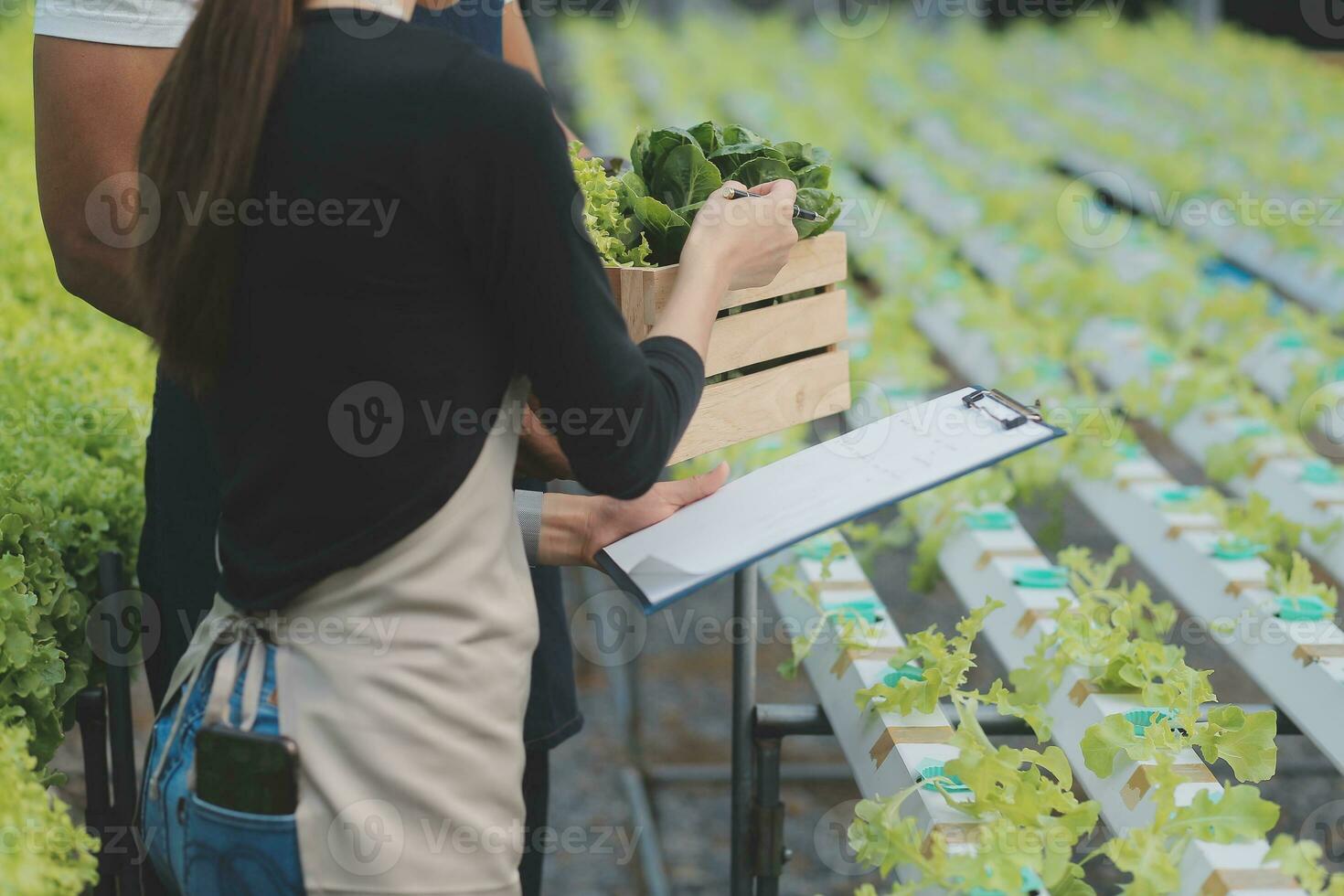 Two Asian farmers inspecting the quality of organic vegetables grown using hydroponics. photo
