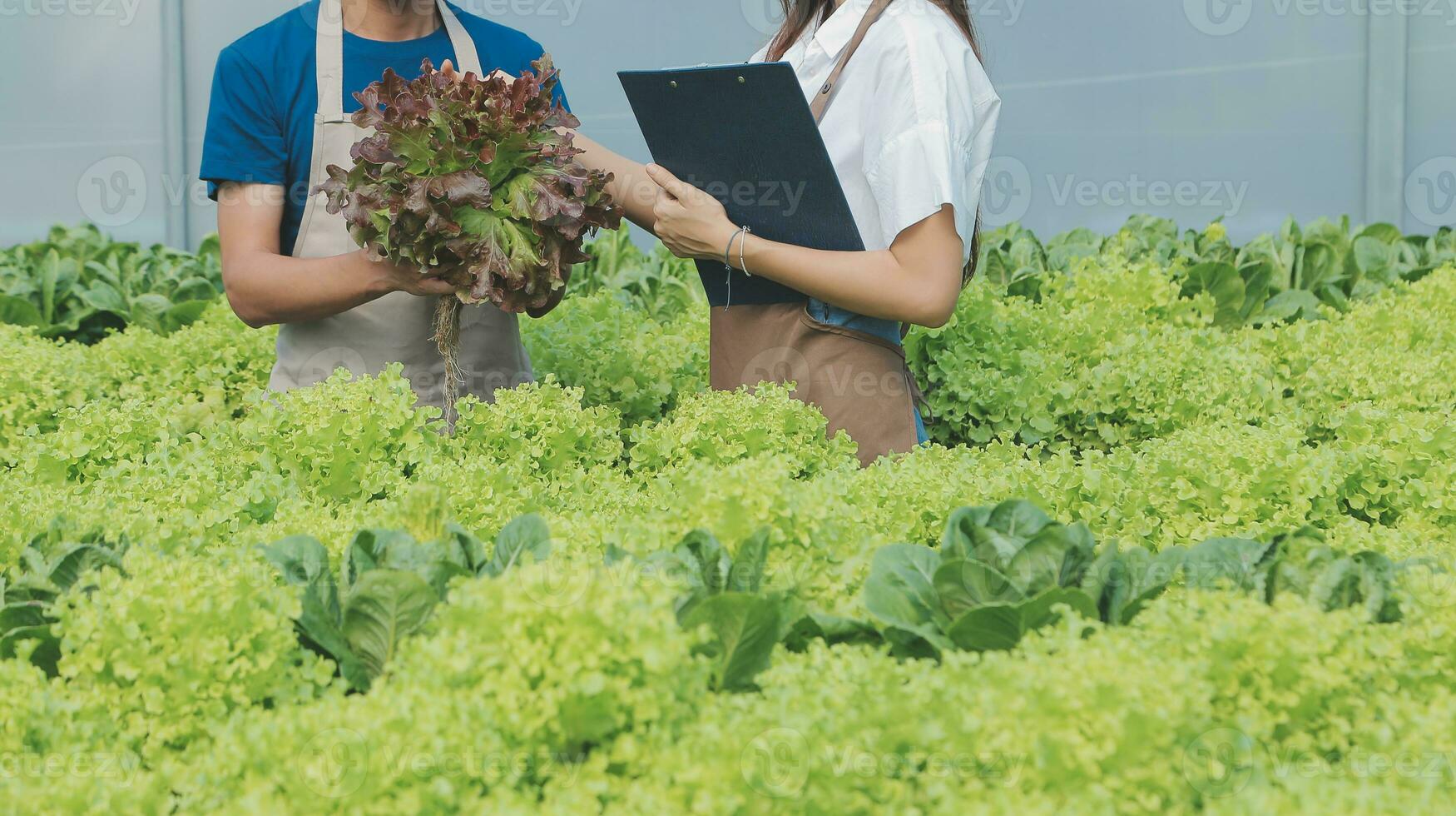 Farmers use vernier calipers to measure vegetables to track their growth in plant nursery farm. Smart agriculture technology concept. photo