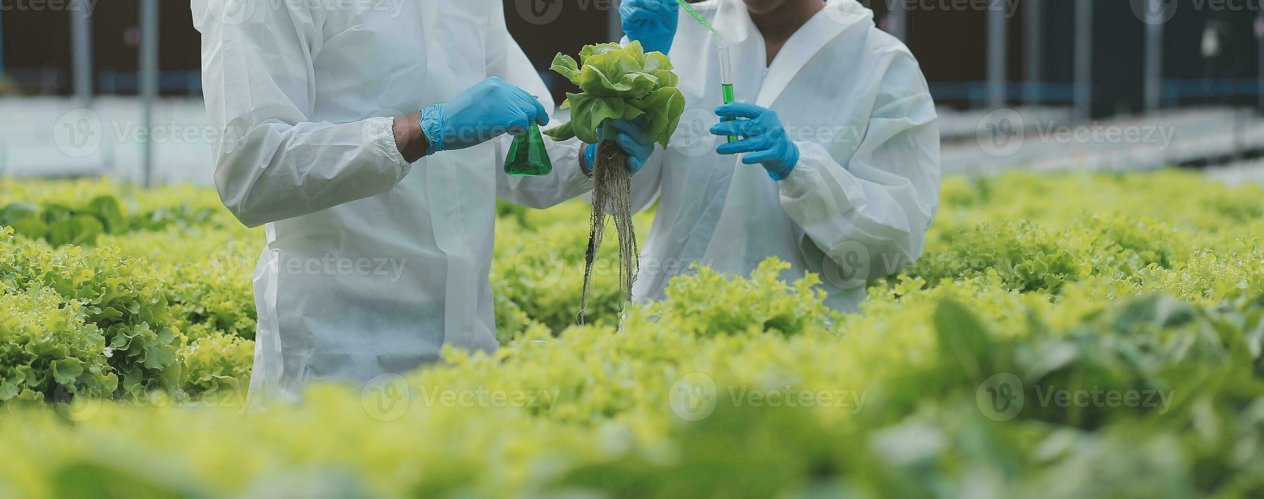 Man and woman use a test tube and a pipette while working in a greenhouse. photo