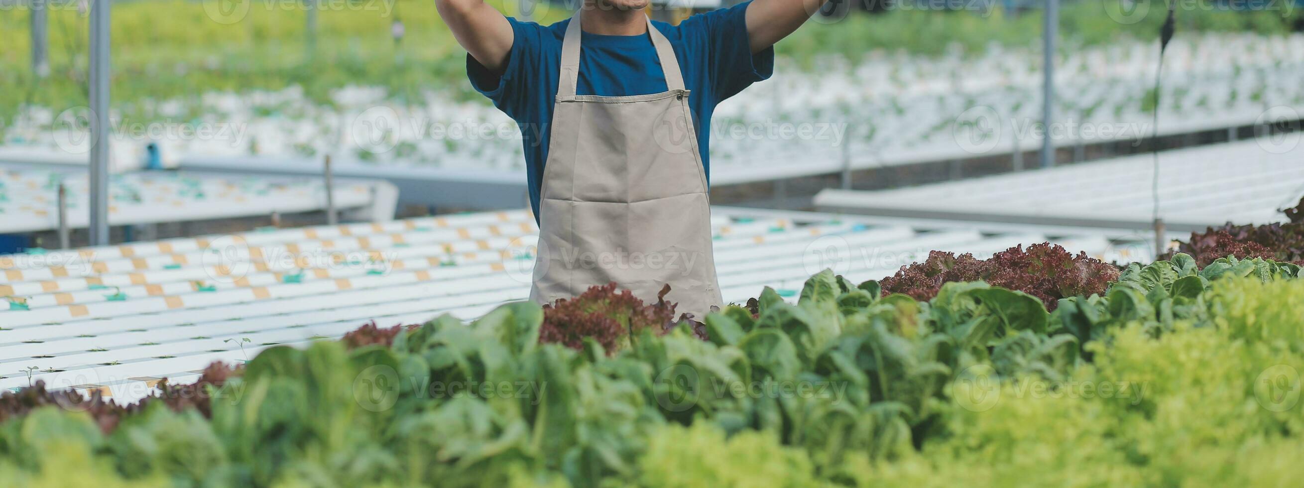 Organic farm ,Worker testing and collect environment data from bok choy organic vegetable at greenhouse farm garden. photo
