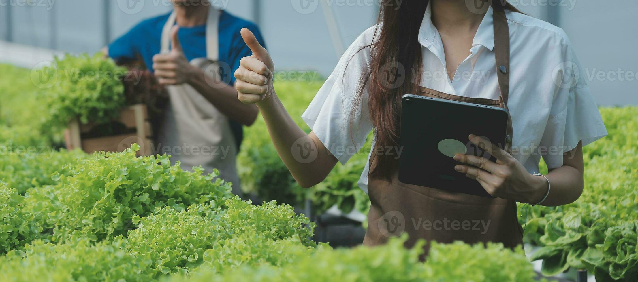 Organic farm ,Worker testing and collect environment data from bok choy organic vegetable at greenhouse farm garden. photo