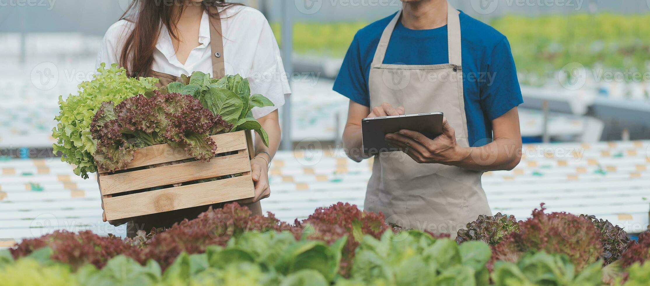 Organic farm ,Worker testing and collect environment data from bok choy organic vegetable at greenhouse farm garden. photo