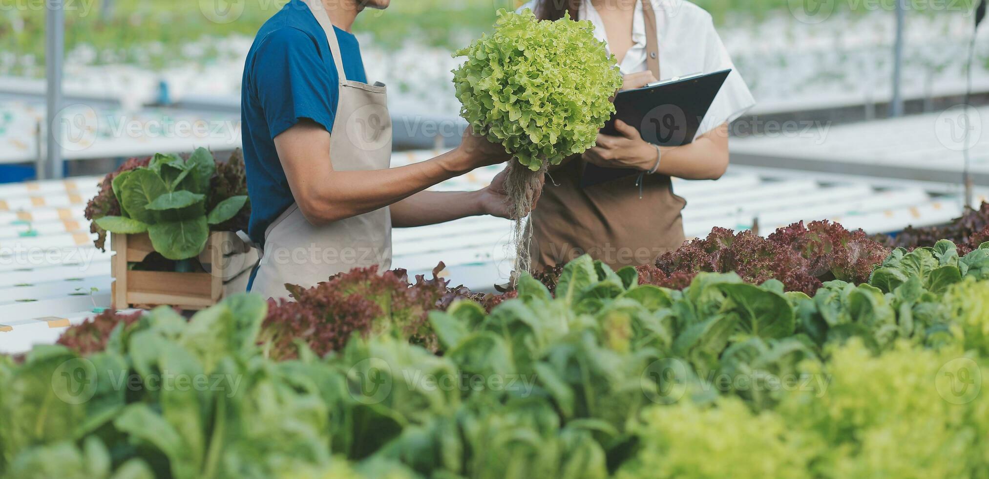 Organic farm ,Worker testing and collect environment data from bok choy organic vegetable at greenhouse farm garden. photo