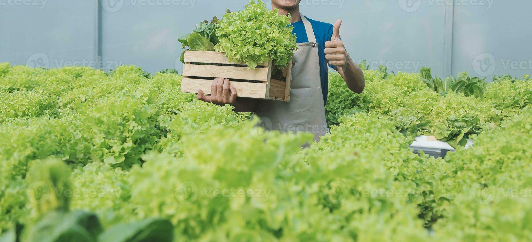 Organic farm ,Worker testing and collect environment data from bok choy organic vegetable at greenhouse farm garden. photo