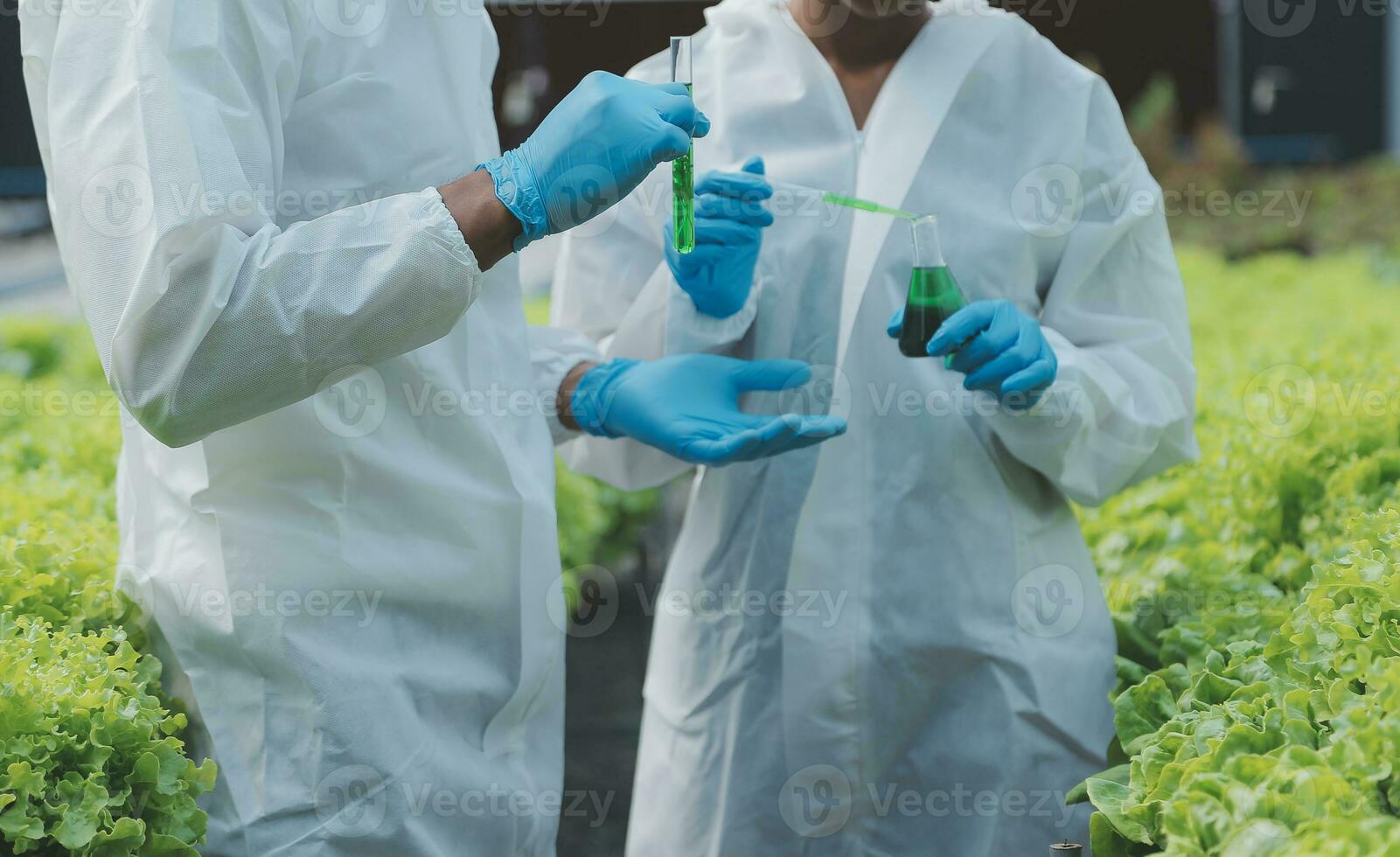 Organic farm ,Worker testing and collect environment data from bok choy organic vegetable at greenhouse farm garden. photo