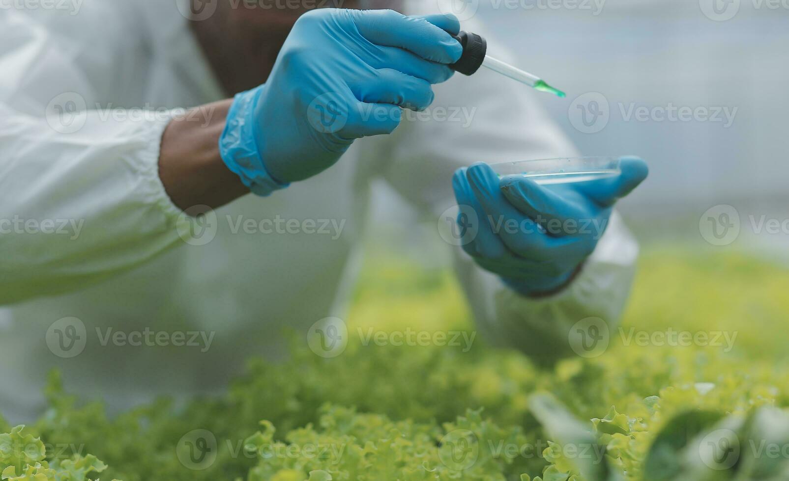 Female scientist examining a plants in greenhouse farm. scientists holding equipment for research plant in organic farm. Quality control for hydroponics vegetable farm. photo