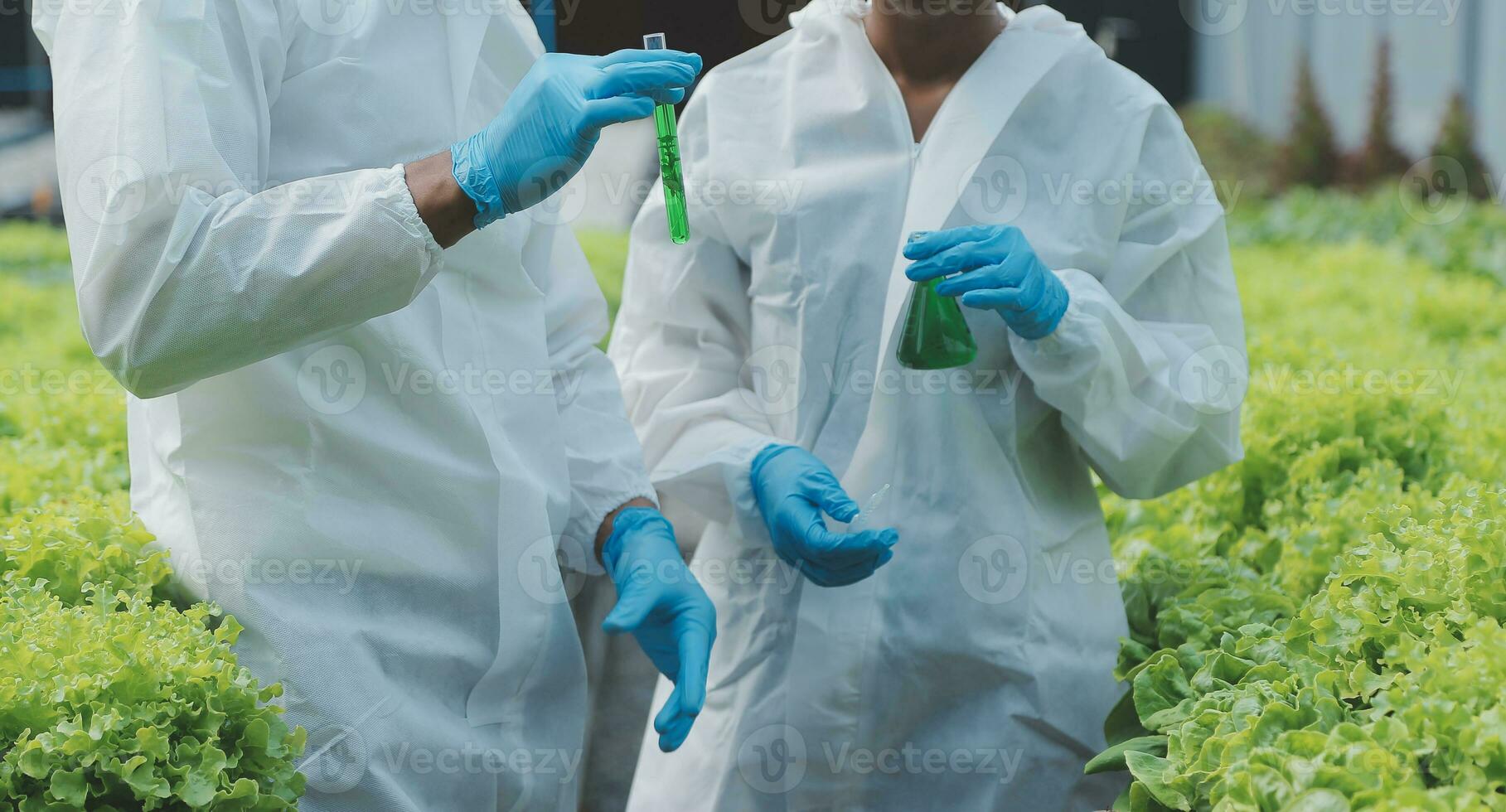 Female scientist examining a plants in greenhouse farm. scientists holding equipment for research plant in organic farm. Quality control for hydroponics vegetable farm. photo