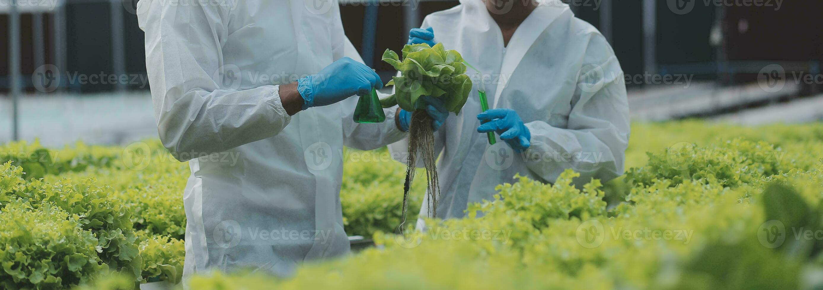 Female scientist examining a plants in greenhouse farm. scientists holding equipment for research plant in organic farm. Quality control for hydroponics vegetable farm. photo