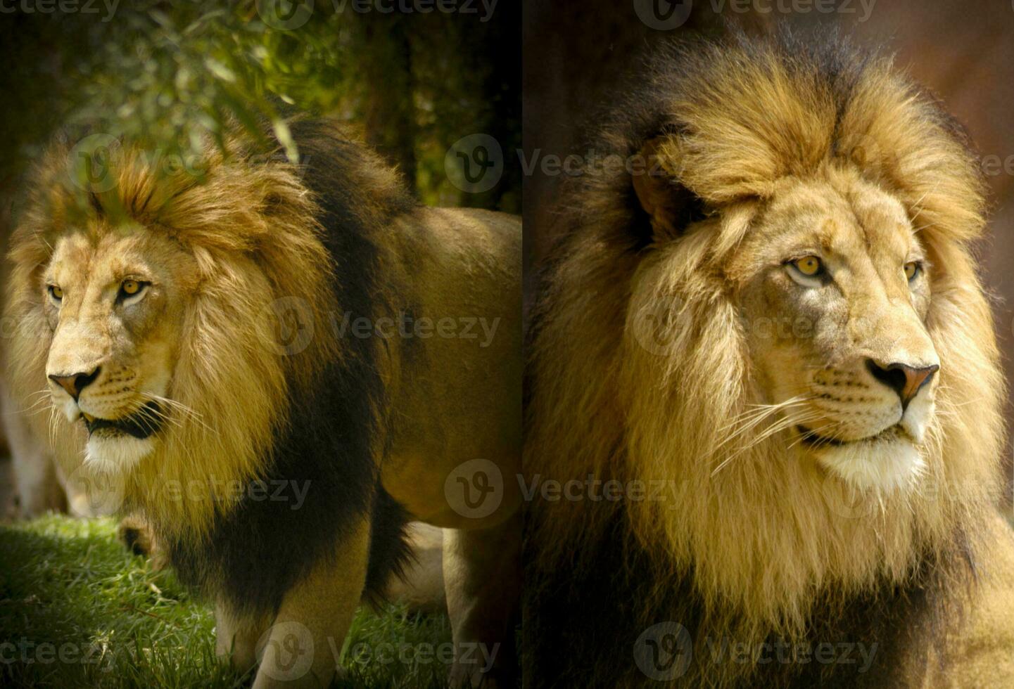 con su intenso mirar fijamente, esta majestuoso masculino africano león rey, un formidable depredador, caza el pradera. foto