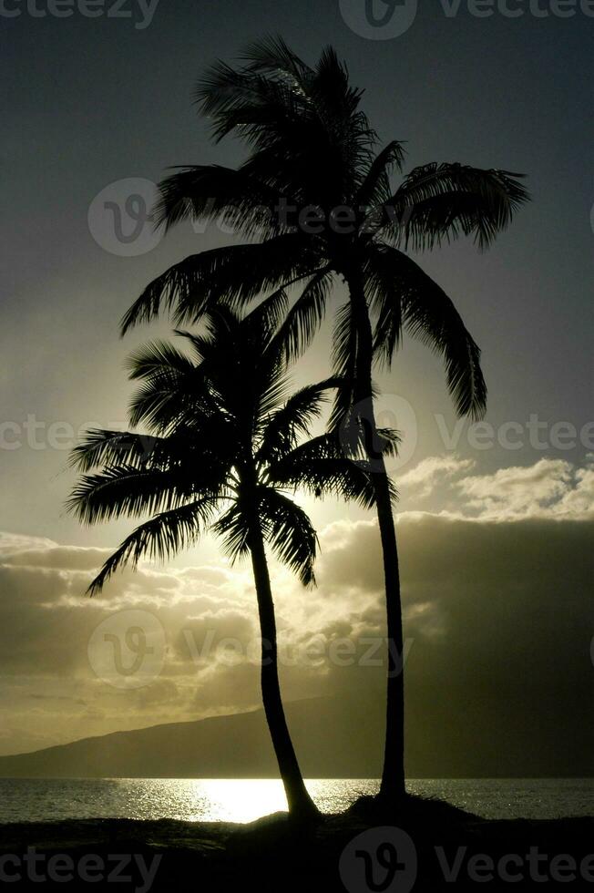 Hawaiian palm trees sway in the air and are silhouetted by the setting sun. photo