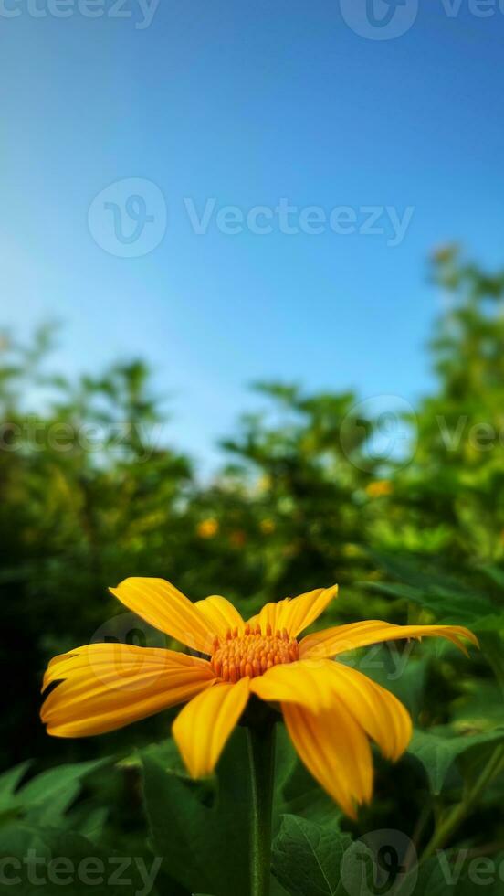 Yellow flower with blue sky and green grass background, Tithonia diversifolia Mexican Sunflower for Presentations and deck information graphic, print layout covering book, magazine page, advertisement photo