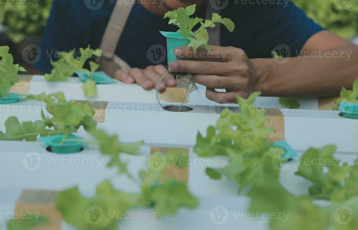 Researchers in hydroponic vegetable gardens are collecting samples to test vegetables grown from research water and examining the water used for growing hydroponic vegetables on the farm. photo