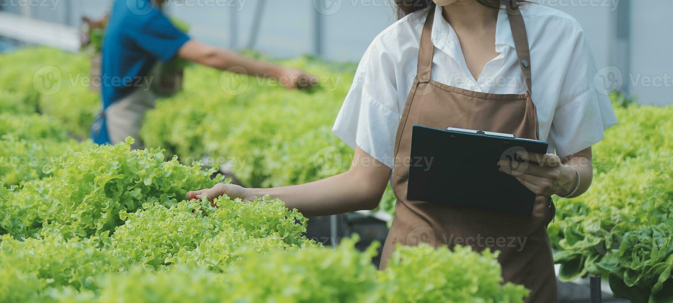 Researchers in hydroponic vegetable gardens are collecting samples to test vegetables grown from research water and examining the water used for growing hydroponic vegetables on the farm. photo