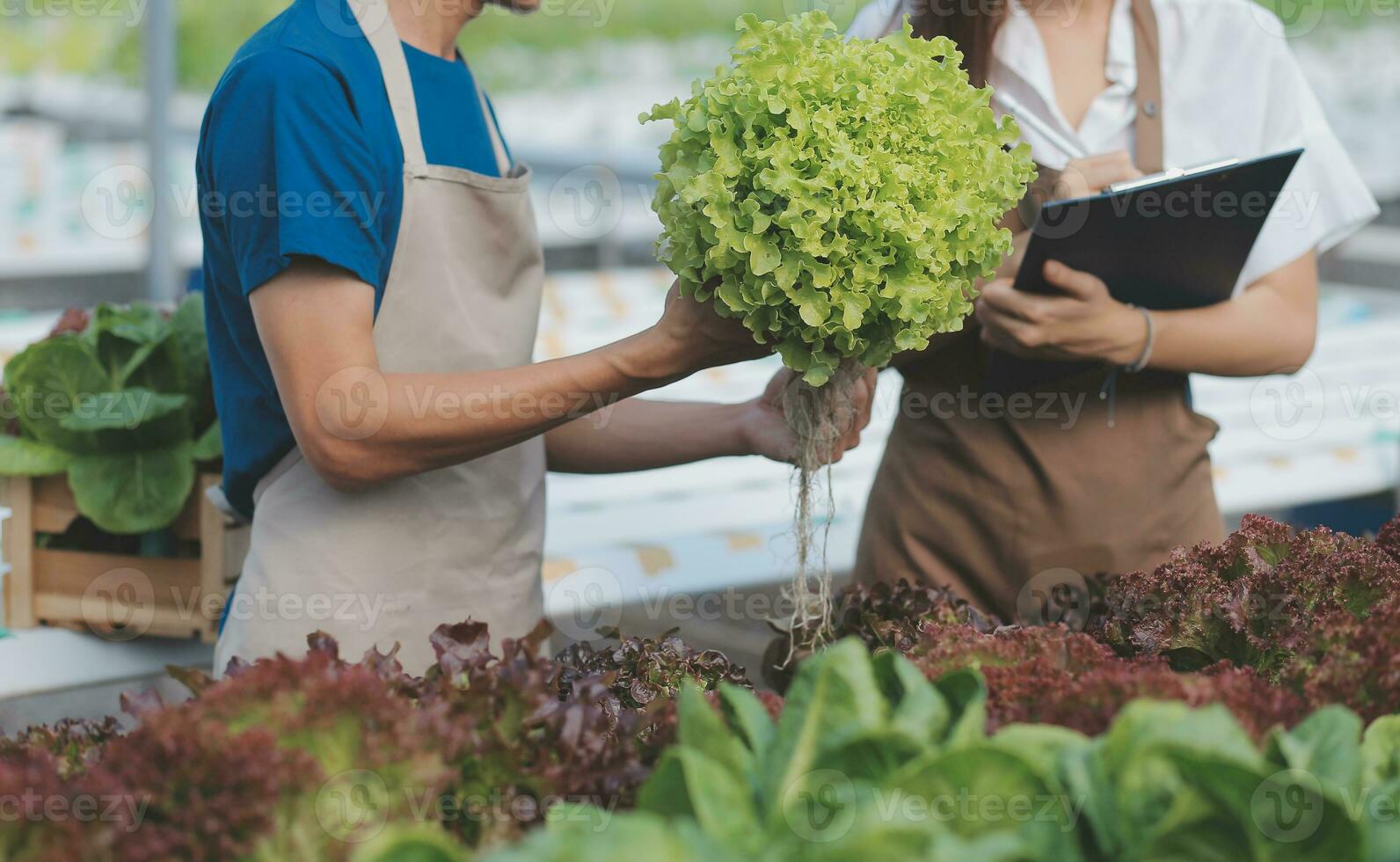 Researchers in hydroponic vegetable gardens are collecting samples to test vegetables grown from research water and examining the water used for growing hydroponic vegetables on the farm. photo
