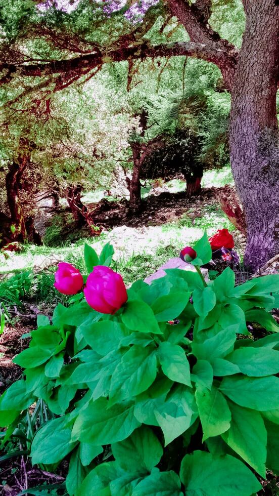 Paeonia broteri is a perennial, herbaceous species of peony. It is an endemic species of the northern Morocco and  Iberian Peninsula too photo