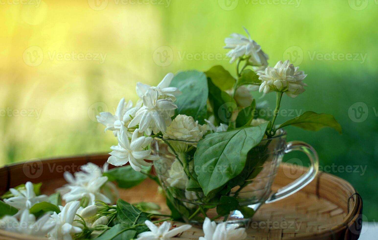 Arabian Jasmine flowers are white and fragrant. Used as a Mother's Day symbol, made into a garland, used in the aromatherapy industry. Used to make tea and flavor tea leaves. photo