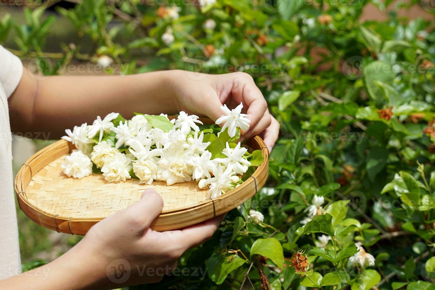 Jasmine flowers collected from the garden in bamboo baskets Thai people like to use jasmine to