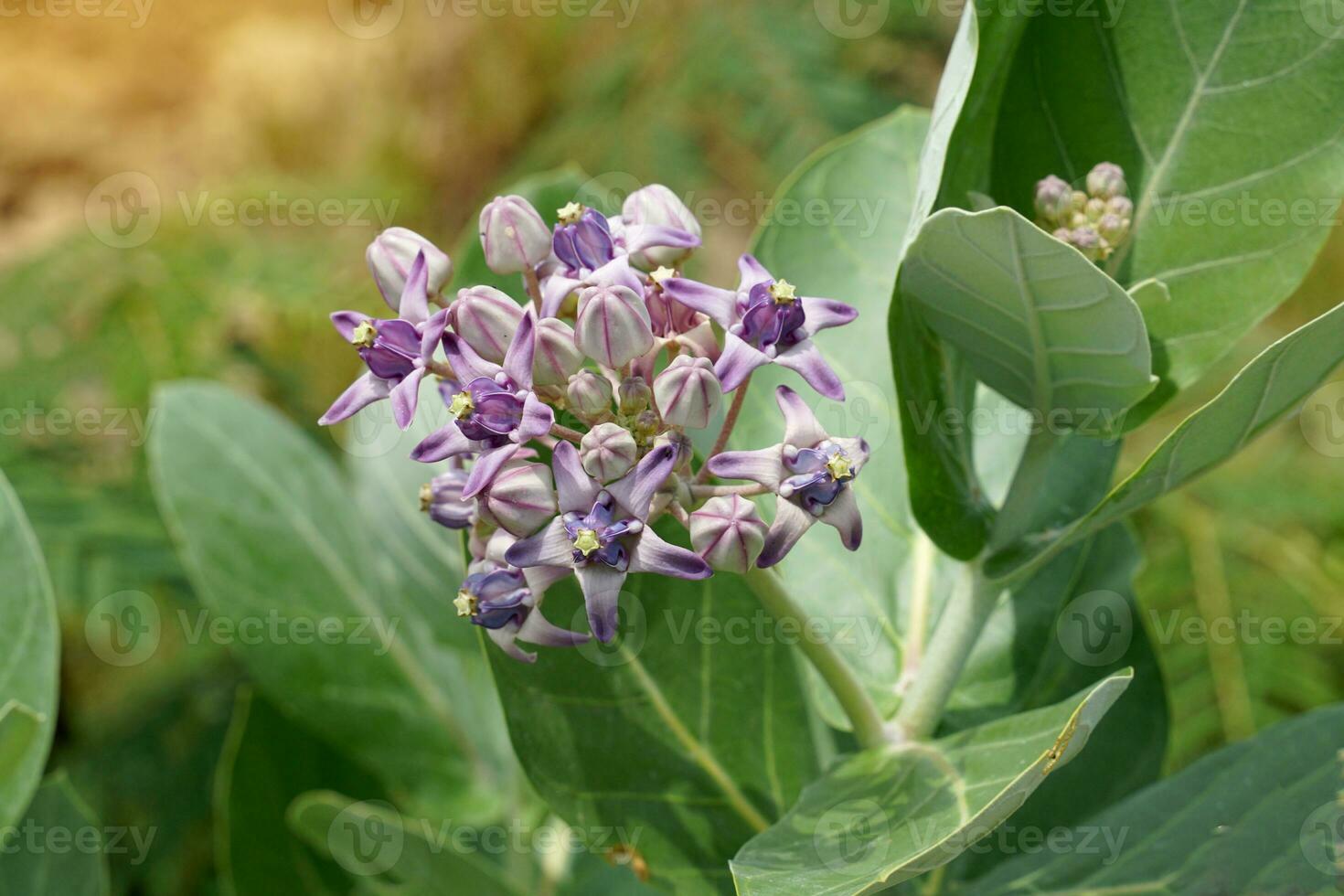 Calotropis is a poisonous plant because every part has milky white sap that stimulates the heart. The flowers are purple and white, used to make garlands, flower garlands. photo