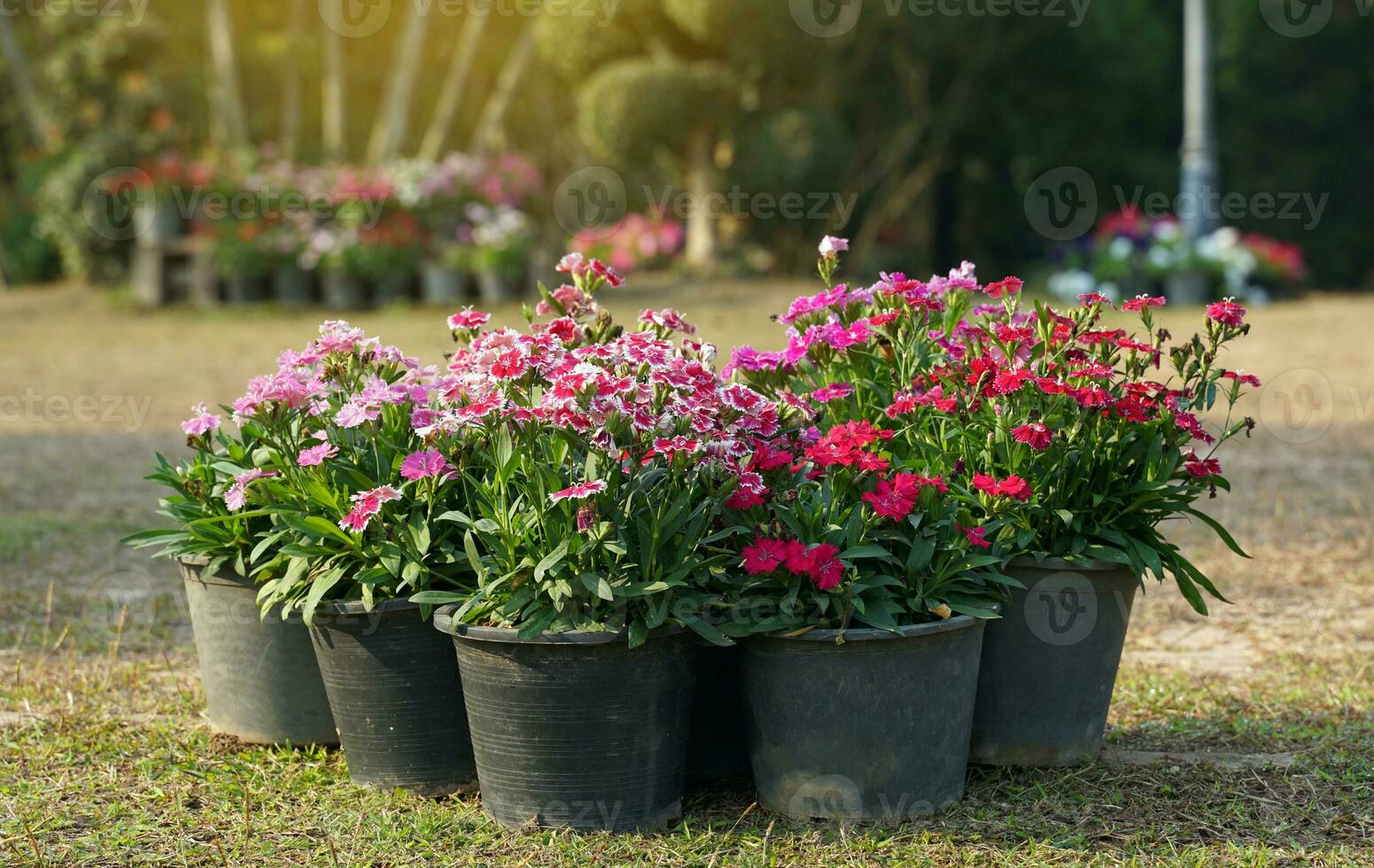 Dianthus flower pot It is the same family as carnation. There are beautiful, eyecatching