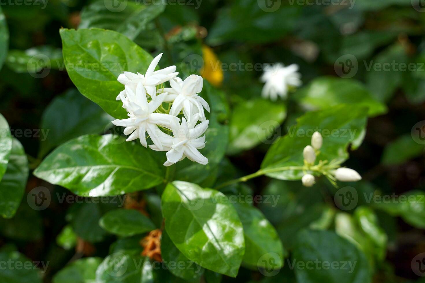 Arabian Jasmine flowers are white and fragrant. Used as a Mother's Day symbol, made into a garland, used in the aromatherapy industry. Used to make tea and flavor tea leaves. photo