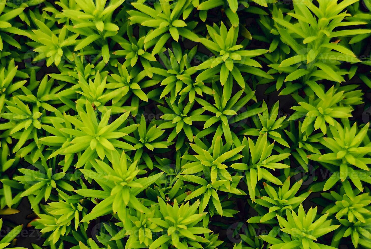 Real plant texture rough pattern image abstract background art photo