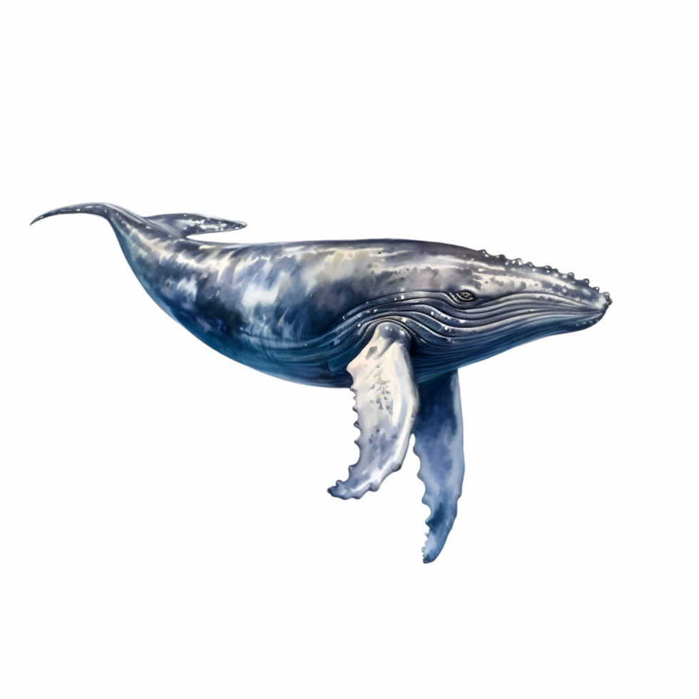 Whale Watercolor Clipart AI Generated png