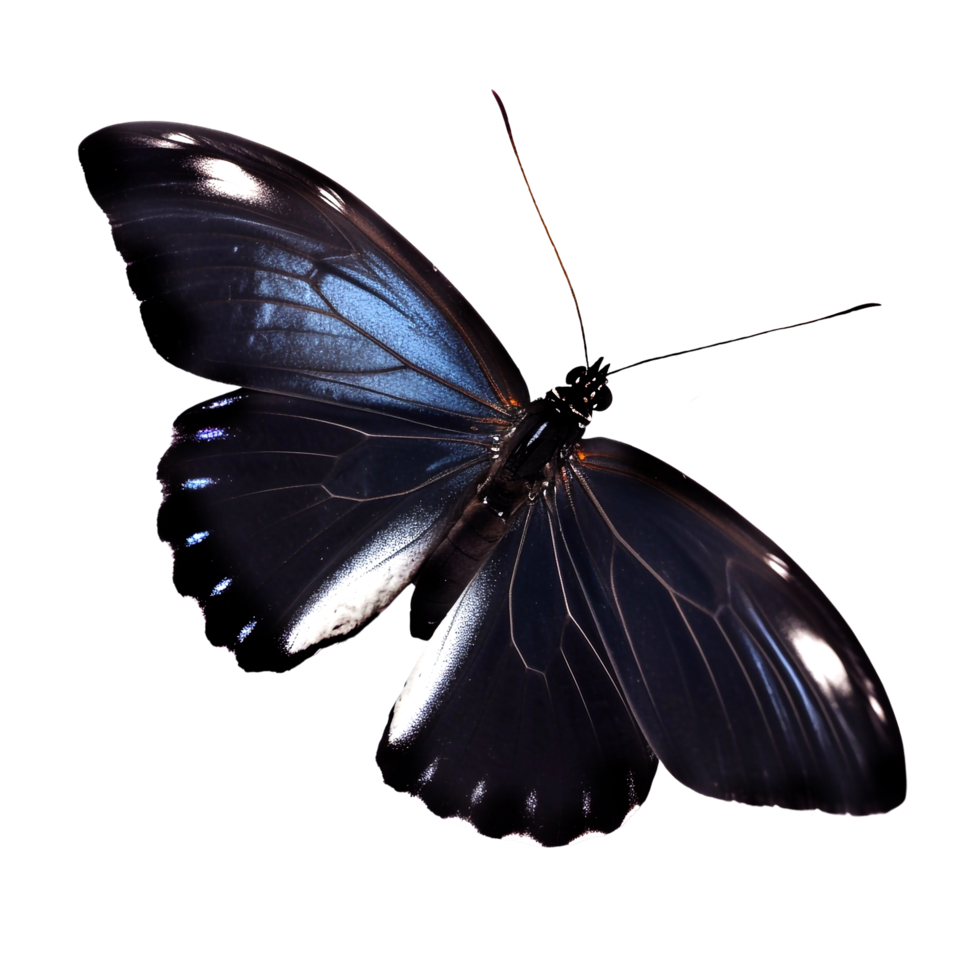 Beautiful butterfly isolated.Atrophaneura pandiyana.Moth.red black butterfly. AI generation png