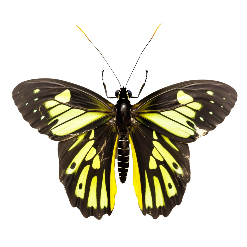 Beautiful butterfly isolated.Ornithoptera.Yellow butterfly.Moth. AI Generated png