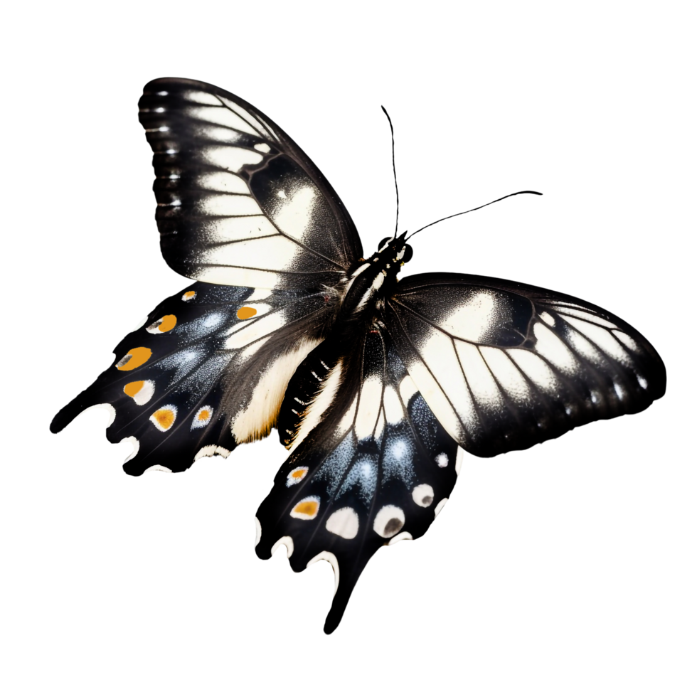 Beautiful butterfly isolated.Papilio chikae.black and white butterfly