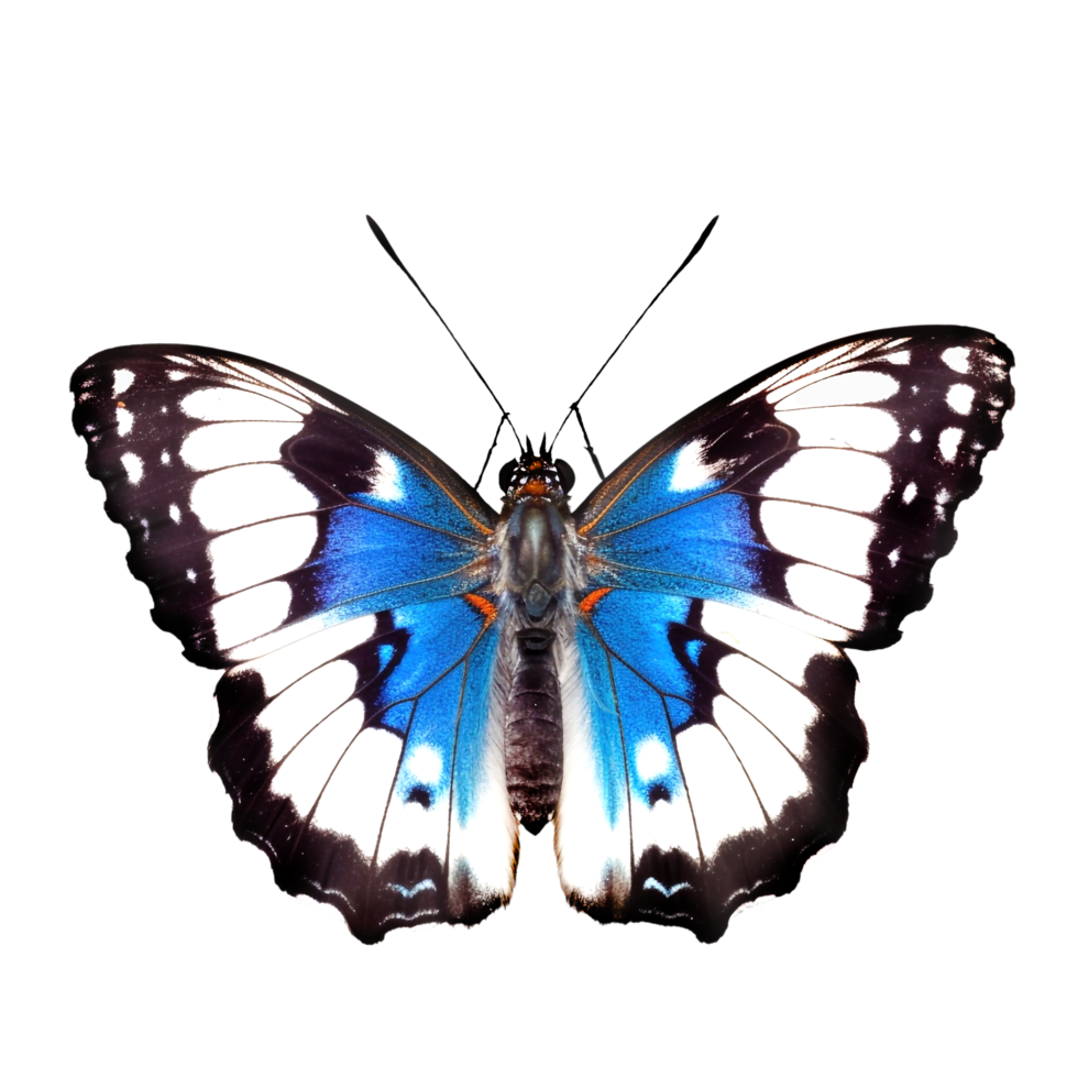 Beautiful butterfly isolated.Limenitis populi.white-blue butterfly.Moth. AI Generated png