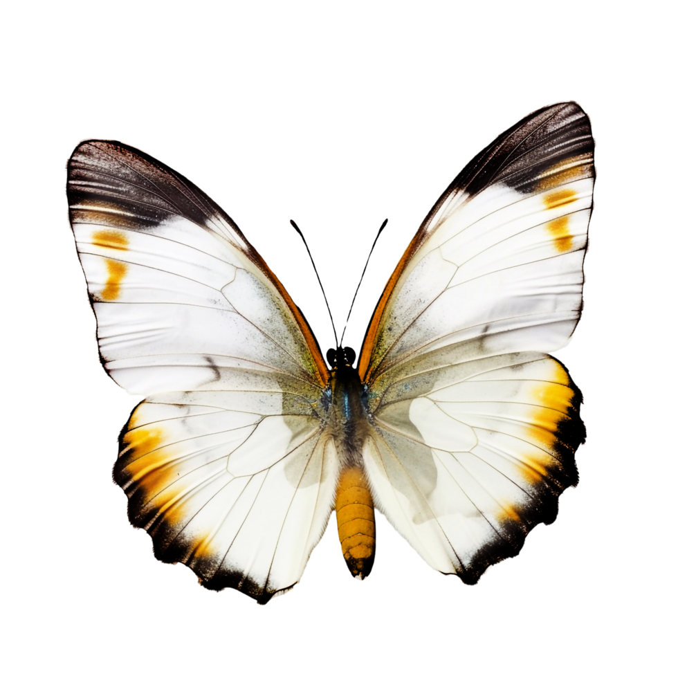 Beautiful butterfly isolated.Sasakia charonda diurnal.glass butterfly.Moth. AI Generated png