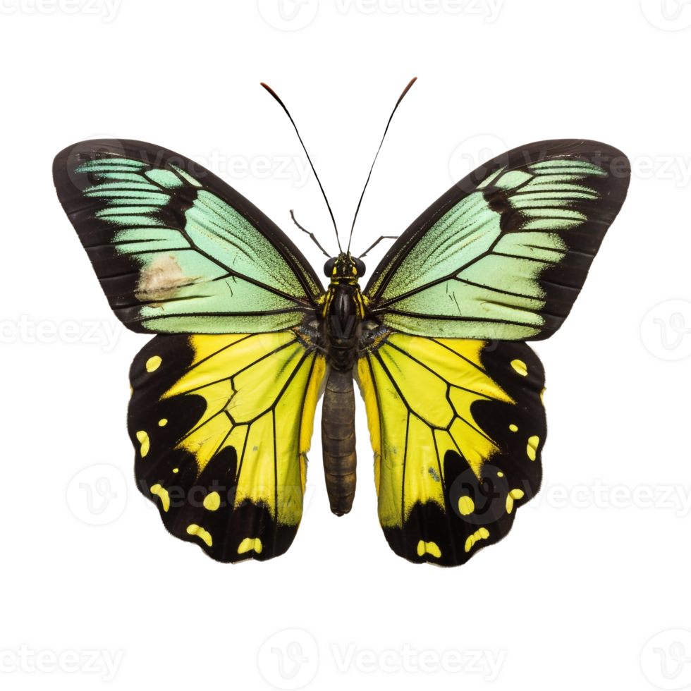 mooi vlinder geïsoleerde.ornithoptera.geel vlinder.mot. ai gegenereerd png