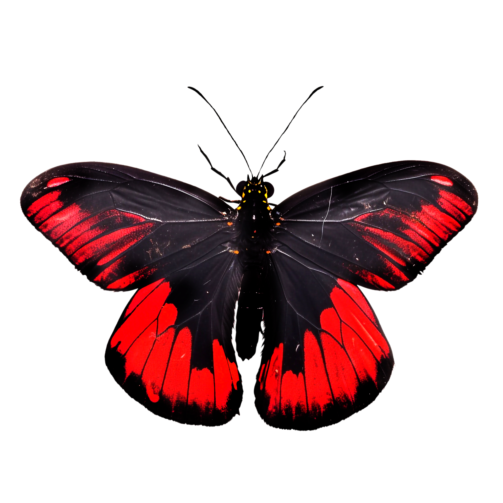 Beautiful butterfly isolated.Atrophaneura pandiyana.Moth.red black