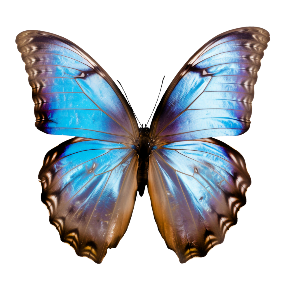 hermosa mariposa aislado.morpho godartii.azul mariposa.polilla. ai generado png