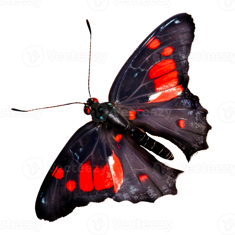 Beautiful butterfly isolated.Atrophaneura pandiyana.Moth.red black butterfly. AI generation png