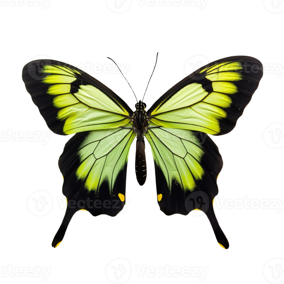 Beautiful butterfly isolated.Ornithoptera alexandrae.Yellow butterfly.Moth. AI Generated. png