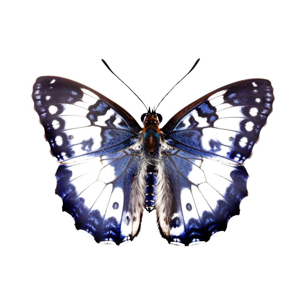 Beautiful butterfly isolated.Limenitis populi.white-blue butterfly.Moth. png