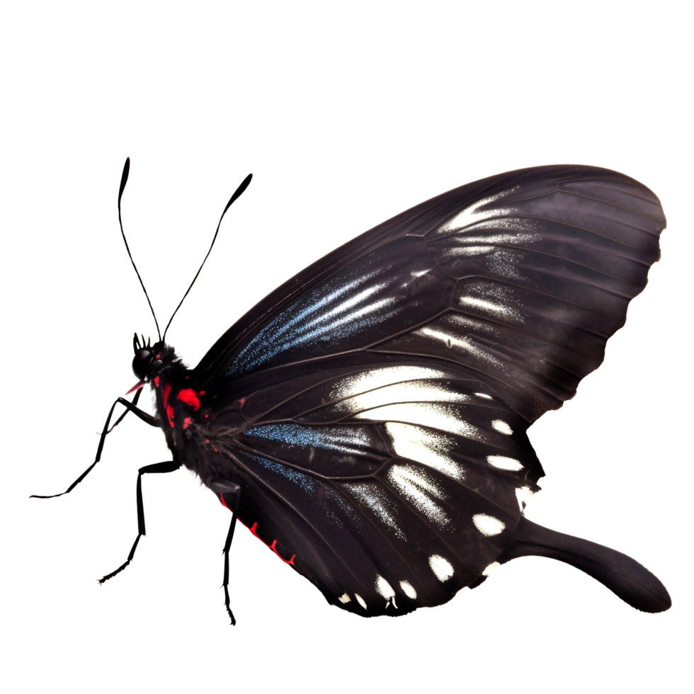Beautiful butterfly isolated.Atrophaneura jophon.Moth.black butterfly. png