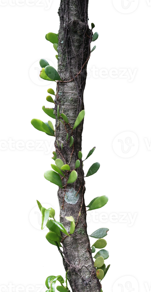 Tree branch with creeping plant isolated png